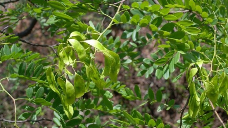 Cây Trắc Vân nam. Dalbergia yunnanensis Franch. - Cây Thuốc Nam Quanh Ta